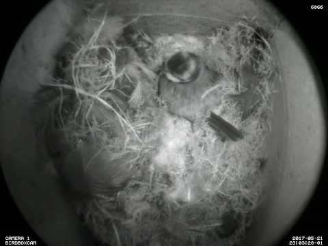 21 May (day 36) 11:03pm