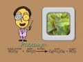 Photosynthesis song new and complete version ...