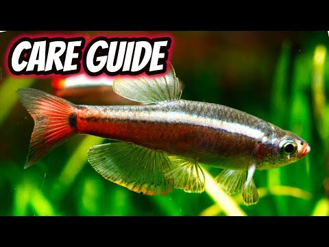 White Cloud Mountain Minnow Care Guide
