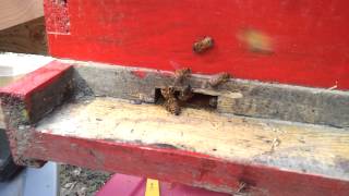 preview picture of video 'Bees have a new home with  bee neighbors.'