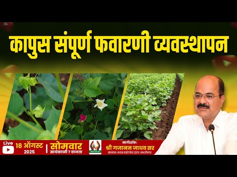 कापुस संपूर्ण फवारणी व्यवस्थापन