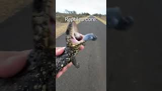 Reptiles core😅Very cool really🤣 #living_life #funny #viralvideo #cute #Reptiles #shorts #animallife