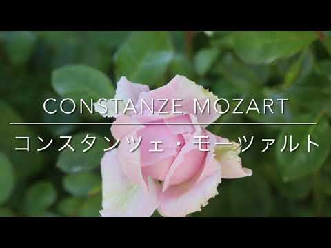低木バラ「モーツァルト」 植物