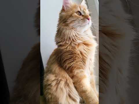 🐱My Big Cat Family - Liusia #short #cute #cutecats #funnycats #cutecatsvideoshort