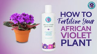 How To Fertilize Your African Violet Plant | Houseplant Resource Center