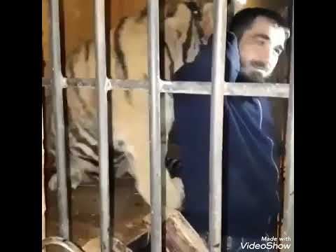 � ️Тимур Дикий ✴ - онлайн