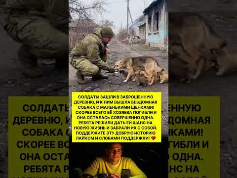 СОЛДАТЫ ЗАШЛИ В ЗАБРОШЕННУЮ ДЕРЕВНЮ И К НИМ ВЫШЛА СОБАКА С ЩЕНКАМИ..