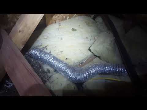 Birds Make a Mess of an Attic in Marlboro, NJ