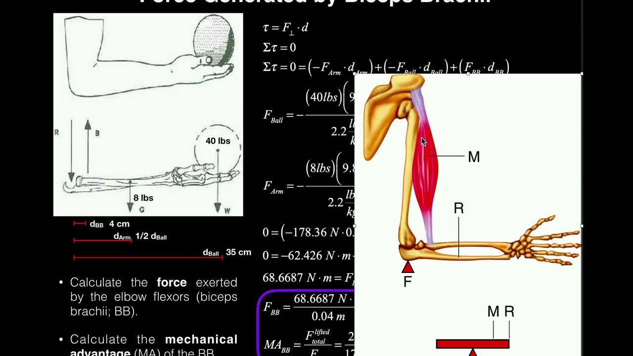 Biomechanics | Torque Problem #1 (Elbow Joint) [Biceps Force, Mech. Adv., Joint Reaction Force]