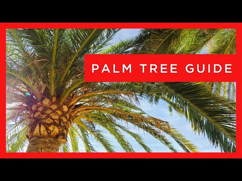 The Ultimate Palm Tree Guide: Design & Care