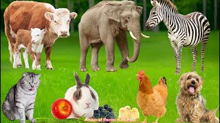 Happy Farm Animals: Sheep, Buffalo, Cat, Chicken, Pig, Duckling, Cow, Zebra – Animal Video