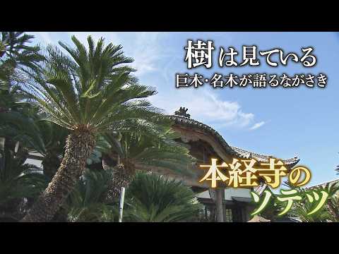 ソテツ」のYahoo!リアルタイム検索 - X（旧Twitter）をリアルタイム検索