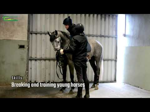 Kildalton College Equine