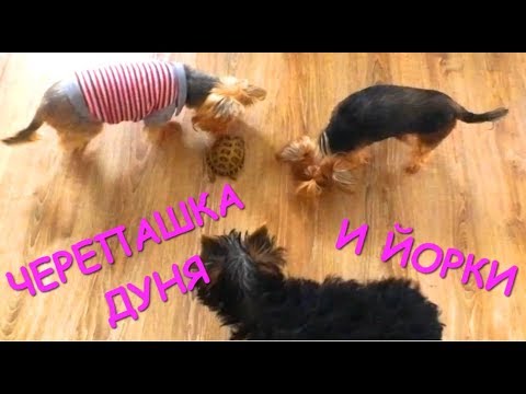 Черепашка Дуня и Йорки / Turtle Dunya and Yorki