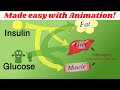 Insulin Glucagon Glycogen Regulation Made Simple With Animation
