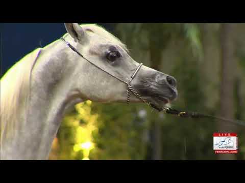 European Championships Verona 2013 - Yearling Males Championship
