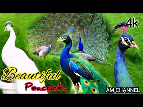 Beautiful Peacocks Dancing | Peacocks Opening Feathers | 4k Video & Birds Sound