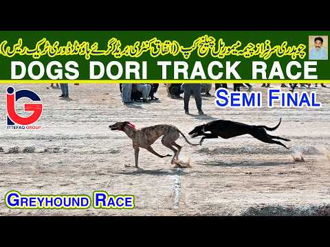 Dori Track Race || Ch. Sarfaraz (M) Challenge Cup 2026 || Semi Final || 11-02-26 #dog #viral #fyp