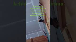 Download lagu Thomas Arya kehadiran cinta mp3