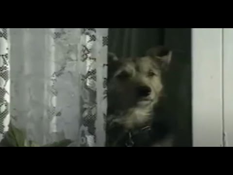 Beispiele für die Existenz von morphischen Feldern (2009)