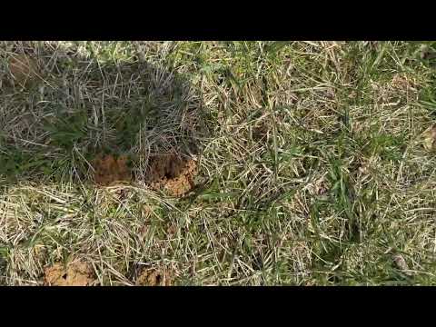 Digger Bees Arrive a Little Early This Year in Kendall Park, NJ