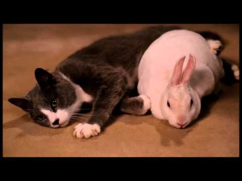 bunny and kitty full - unbreakable kimmy schmidt