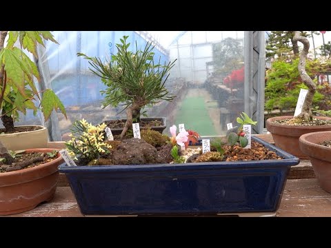 jardin japonais bonsaï-conifère-décoré-galets