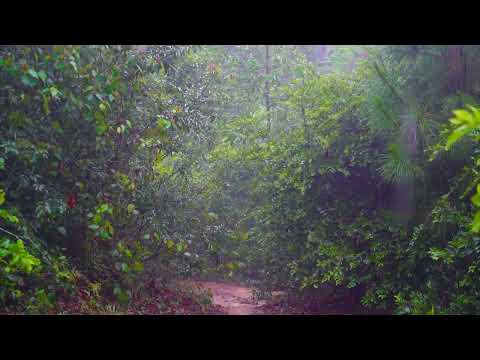 初期の熱帯雨林の小道で