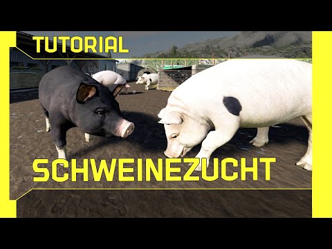 , title : 'LS 19 Schweine Tutorial: Kurz, leicht und verständlich erklärt'