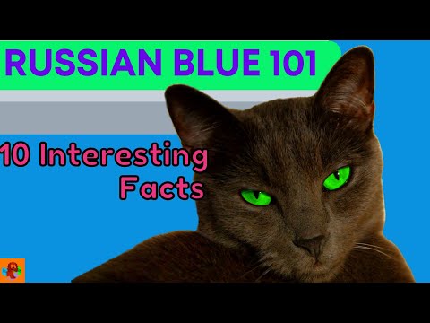 THE RUSSIAN BLUE CAT  - 10 Interesting Facts (All You Need To Know)!