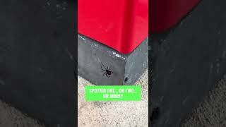 See one spider… maybe two… or three? 🕷️
