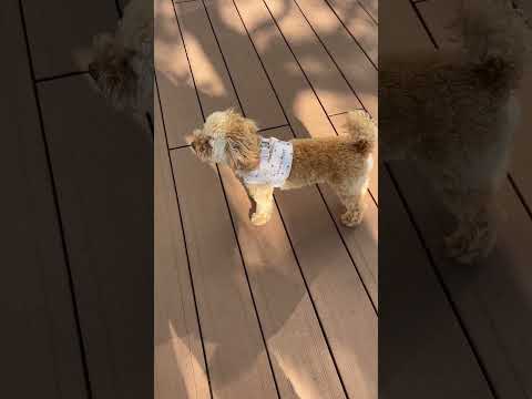 経営学科 尻尾フリフリするトイプードル11ヶ月　 #toypoodle #poodle #トイプードル