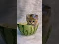 Cute Catto Shorts Whatsappstatus Catvideos Cat Shortvideo Cute Cutecat Shortsvideo