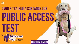 Assistance Dog Public Access Test with Adolescent Dogs