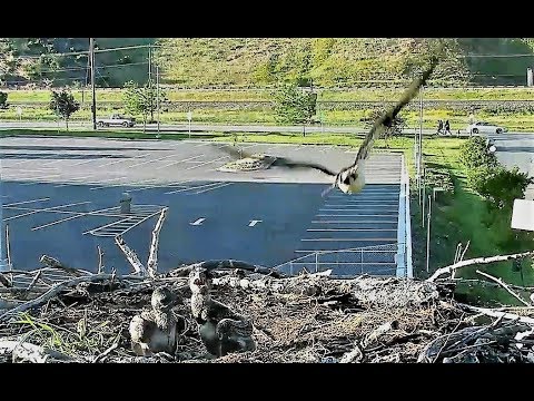 No Louis to bring fish, Iris hunts, herself 2018 06 19 21 30 21 059