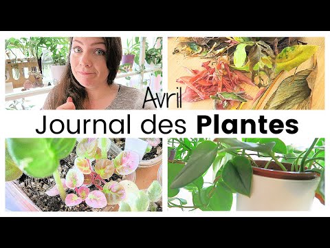 , title : 'Journal des plantes - SOS Plante assoiffée, spécial feuilles sèches et sauvetages | Plant Life'