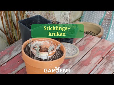 Sticklingskrukan - Trädgårdshacks med GardenR