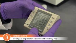 Tips for Successful Transformations with NEB Competent Cells