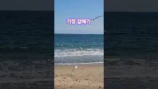 Download lagu 기장갈매기 mp3