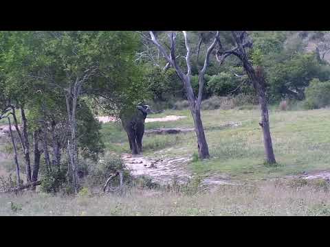 Djuma: Impala ram, Elephant and Warthog - 15:48 - 12/05/2022