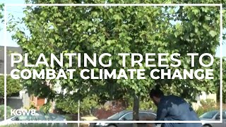 How to get paid to plant trees while fighting climate change