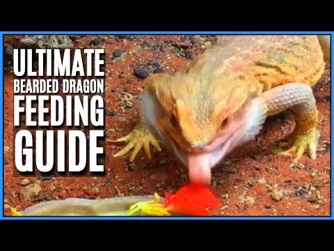 Bearded Dragon Diet and Full Feeding Guide - How, What, and How Often to Feed your Bearded Dragon