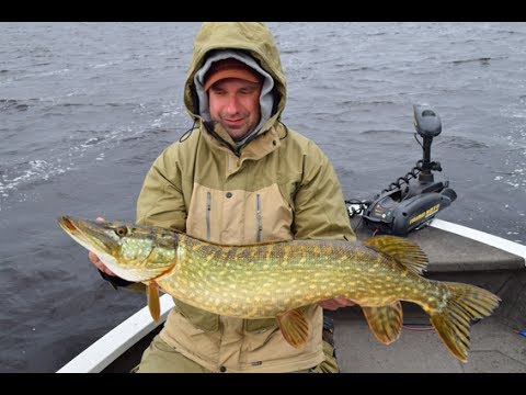 🔥 #LurePorn - a tribute to the HEADBANGER TAIL + Hecht Livebiss & Drill Action Hechtangeln