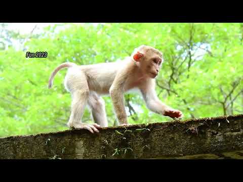 Small monkey why not scare falling down to the ground