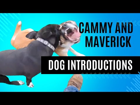 Behavior Basics: Introducing Dogs for Play, Cammy and Maverick