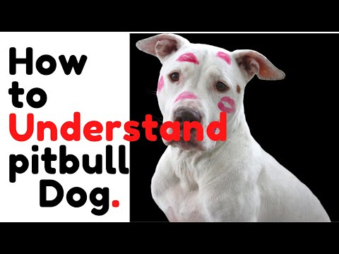 Top 10 Pitbull Hidden fact