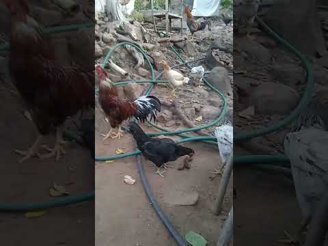 galinhas jardim ceará Brazil