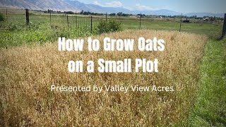How to grow and Harvest Oats on a Small Plot