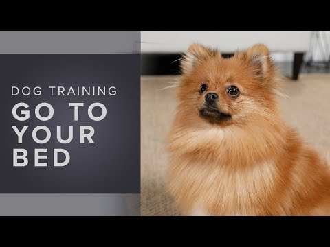 How to teach your dog to go to their bed | Dog Training