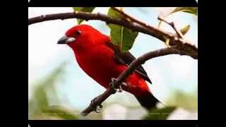 NARA LEÃO E FAGNER  - Penas do tiê